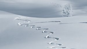 雪景色