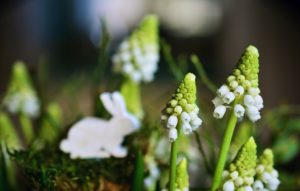 うさぎのモチーフと植物
