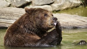 水に浸かっている熊
